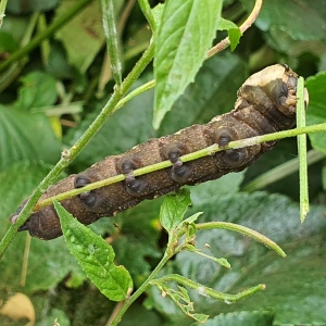 A caterpillar clinging to a flower stalk