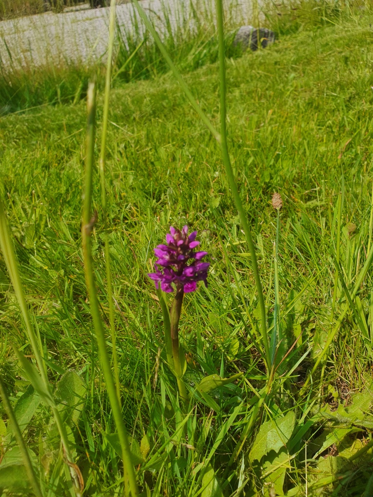 A wild orchid.