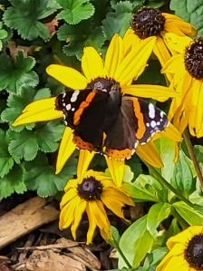 A butterfly on a Rudbeckia flower.