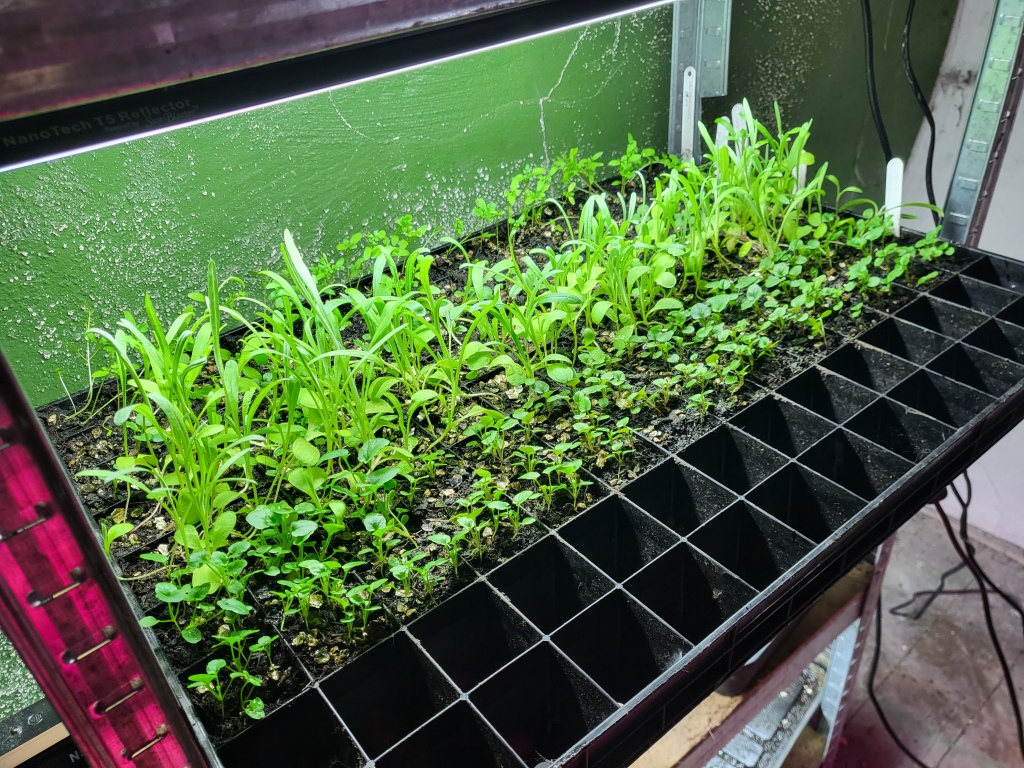 Seedlings growing in a tray under a grow light.
