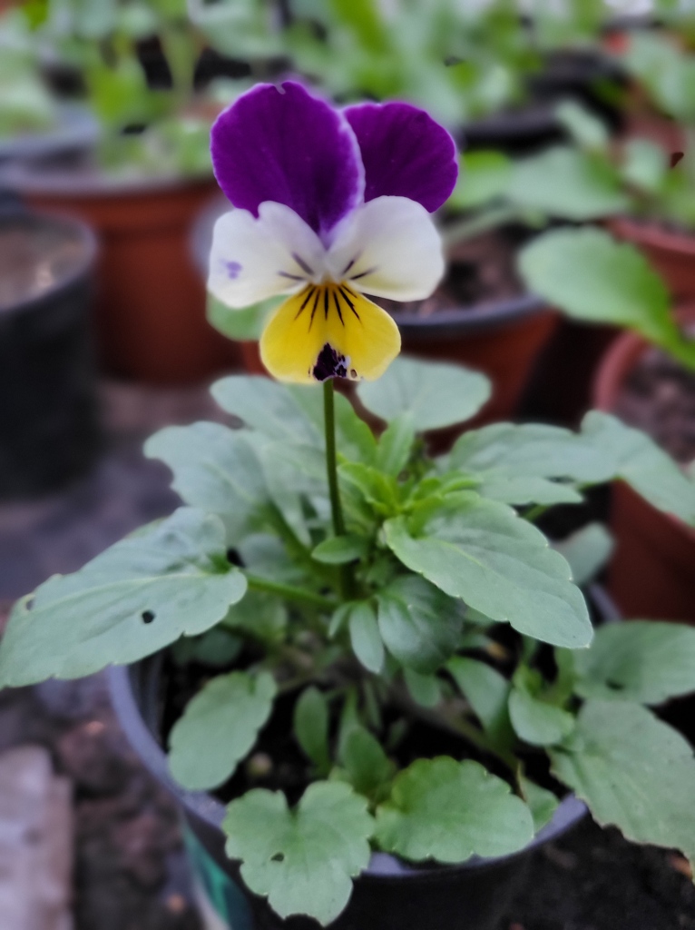 A viola flower in a pot.