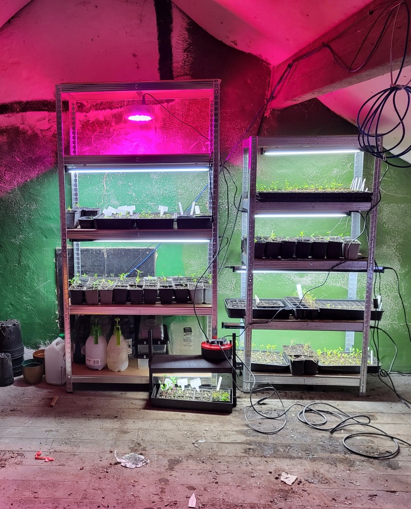 Two shelves with plant grow lights & trays of seedling on them.