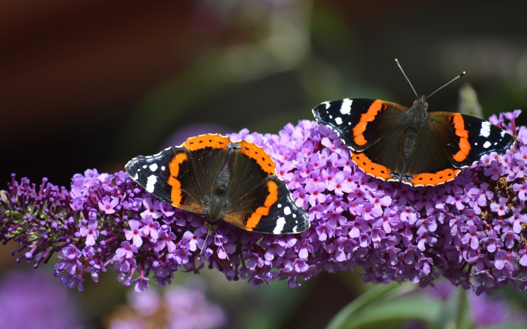 A buddleia flower with two butterflies on it.