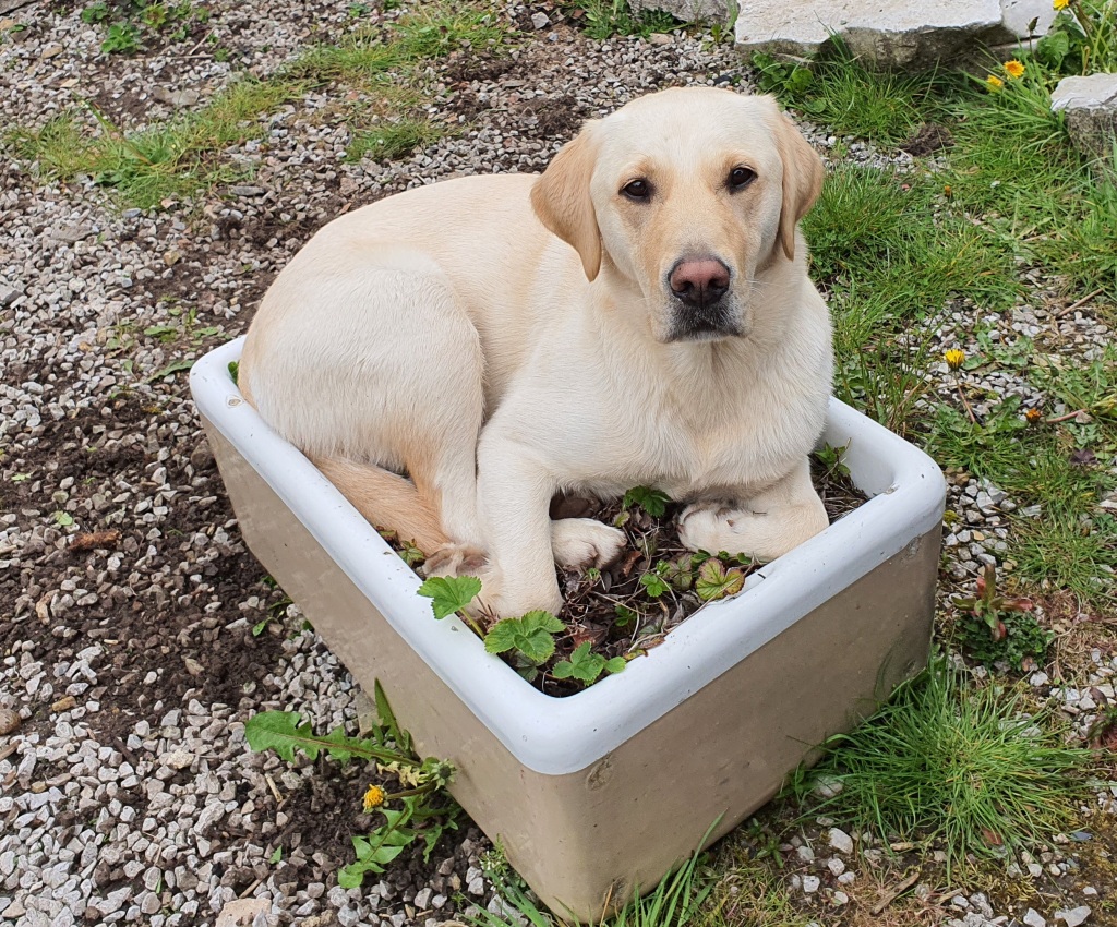 A yellow labrador sitting in a sink of strawberries.