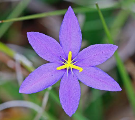 Small purple flower: Nemastylis floridana.