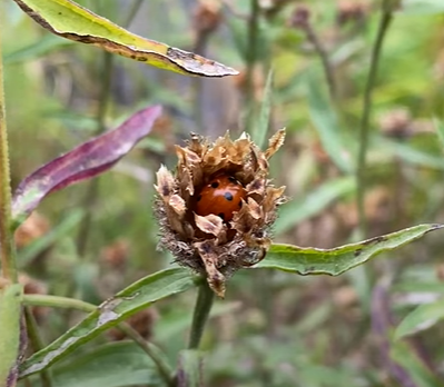 A ladybird nestled inside a dried flower head.