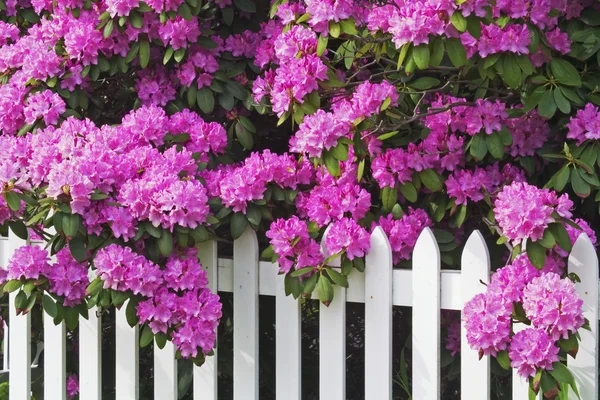 A purple rhododendron growing over a white picket fence.