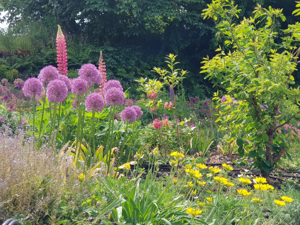 Cottage garden featuring alliums, lupins & coreopsis.