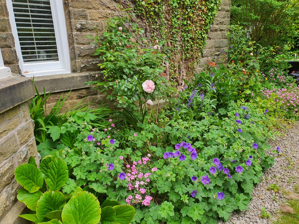 Cottage garden flower border including pink roses & purple geranium.