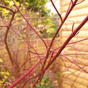 Bare red stems of the shrub Cornus alba - common name Dogwood.