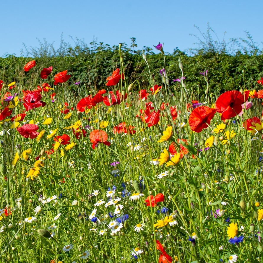 A british wildflower meadow.